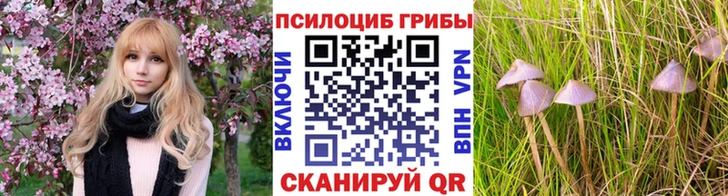 Псилоцибиновые грибы Cubensis  Зеленокумск 